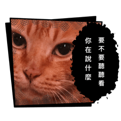 貓～咪～