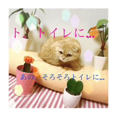 It is a pet's cat.