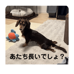 sakura_20251021011428