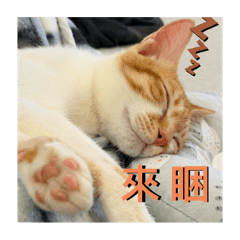 軟爛雷夢小朋友