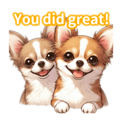 Super Cute Chihuahua4