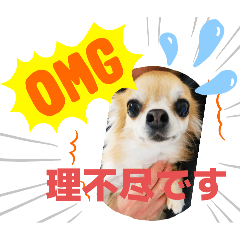 Utino_chihuahua_No.5