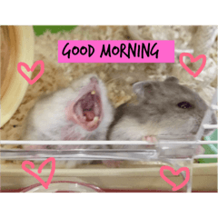 cute hamster17