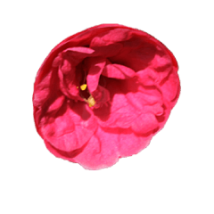 Camellia whisper