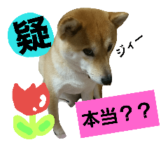 shibainu12dog