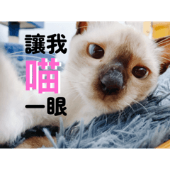 暹羅三花貓日常