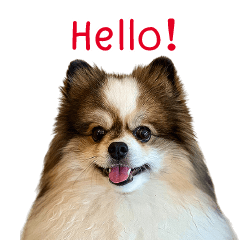 จอนนี่ หมาทุกเทศกาล