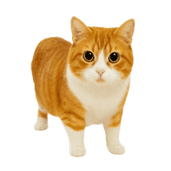 Spinning Red Tabby Cat [旋轉的紅虎斑貓]