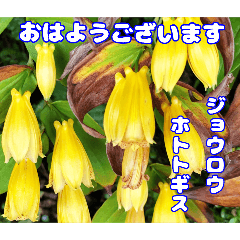 初秋の山野草でおはようございます