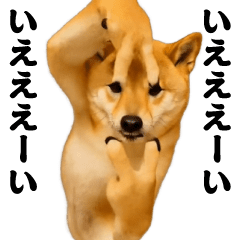 Dancing! Side-to-side sway-Shiba Inu