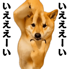 踊る!横揺れ界隈/柴犬/しばいぬ/シバイヌ