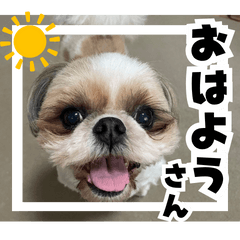 my pet dog Mario Daily Life Stickers