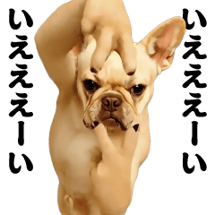 Dancing! Side-to-side-French Bulldog