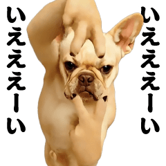 踊る！横揺れ界隈/フレンチブルドック