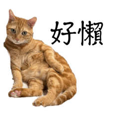 醜毛毛好友們日常3