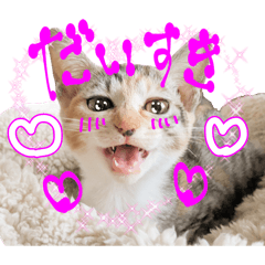 NIHO_20251021172005