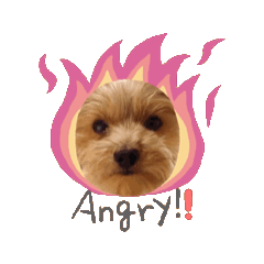 sakura_20251021203003