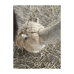 ayumi_20251021222623