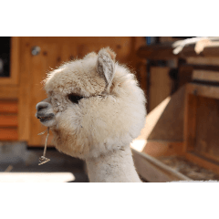 ayumi_20251021232448