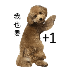 Andy豬與Cookie 豬