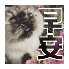 金吉拉NiNi寶貝公主2