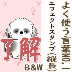 B&W背景が動くシーズー犬「よく使う言葉」