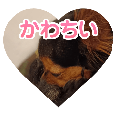 kawaii chihuahua Anzu_chan