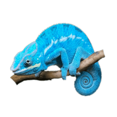 Chameleonnnns