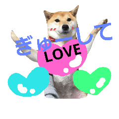 shibainu11