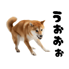 めっちゃ動く！柴犬