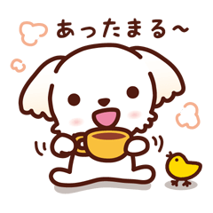 マルチーズ_モモの秋冬模様