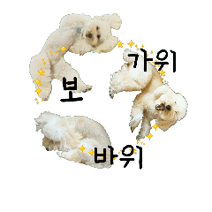 Caniche 'Pedra-papel-tesoura'(Coreano)