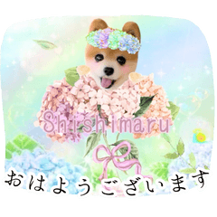 Shishimaru Daily Life Sticker