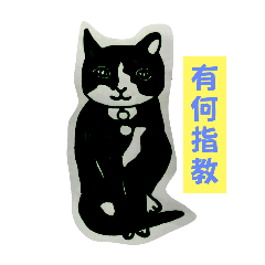 襪襪貓咪的慵懶日子