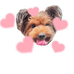 Alice V.3 I bark you buy