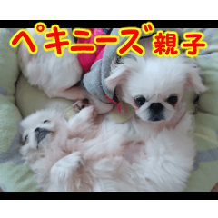 Pekingese dog photo sticker