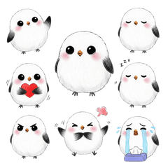 Burung Ekor Panjang Berbulu