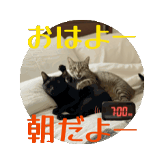 お酒とネコ好きな日常会話71