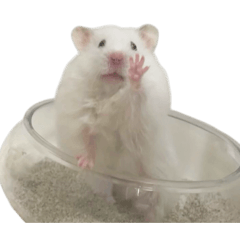 イカちゃんとしらたきちゃんスタンプ第５弾