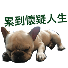 蒟蒻日常