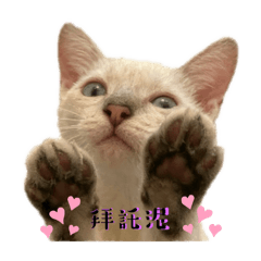 貓貓合輯0000