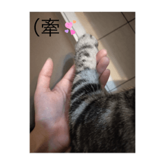 棒棒&糖糖cat