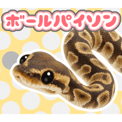 ボールパイソンの日常。