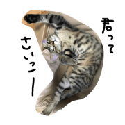 tabby cat gauche 7