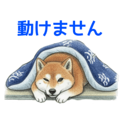 I Don't Wanna Move! Shiba Inu