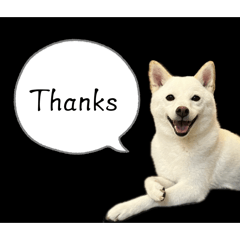 shiba_inu_dog_stickers01