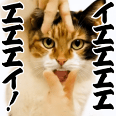 [Super useful] Party cat