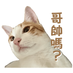 瓦子第二彈（實用篇）