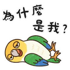 很ㄎ一ㄤ的金頭凱克鸚鵡