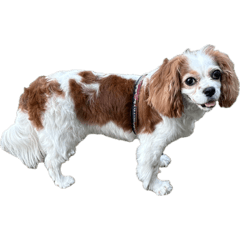 jiiji_20251022200252